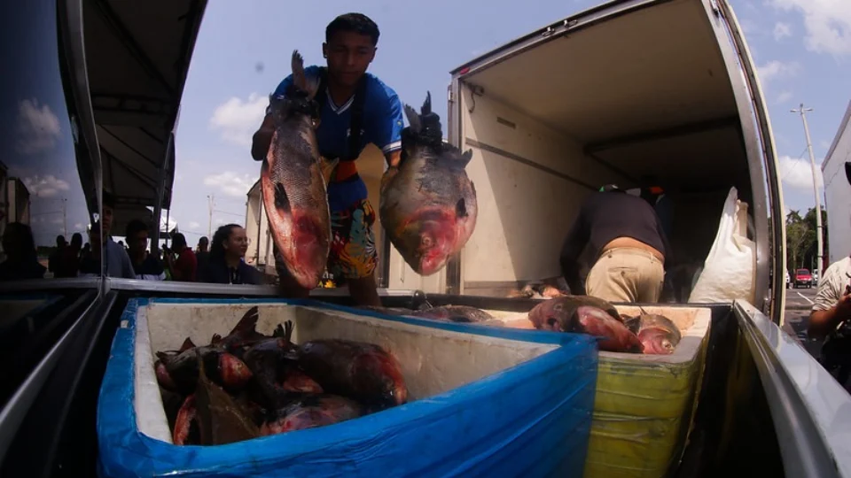 Mais de 360 toneladas de peixe serão doados a instituições assistenciais do Amazonas