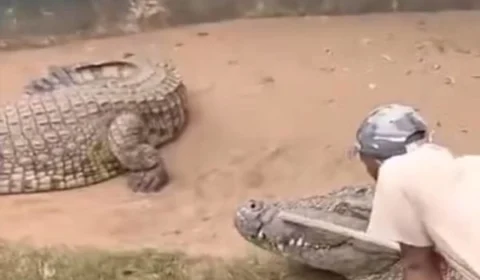 VEJA VÍDEO: Cuidador tem órgãos genitais quase arrancados por crocodilo