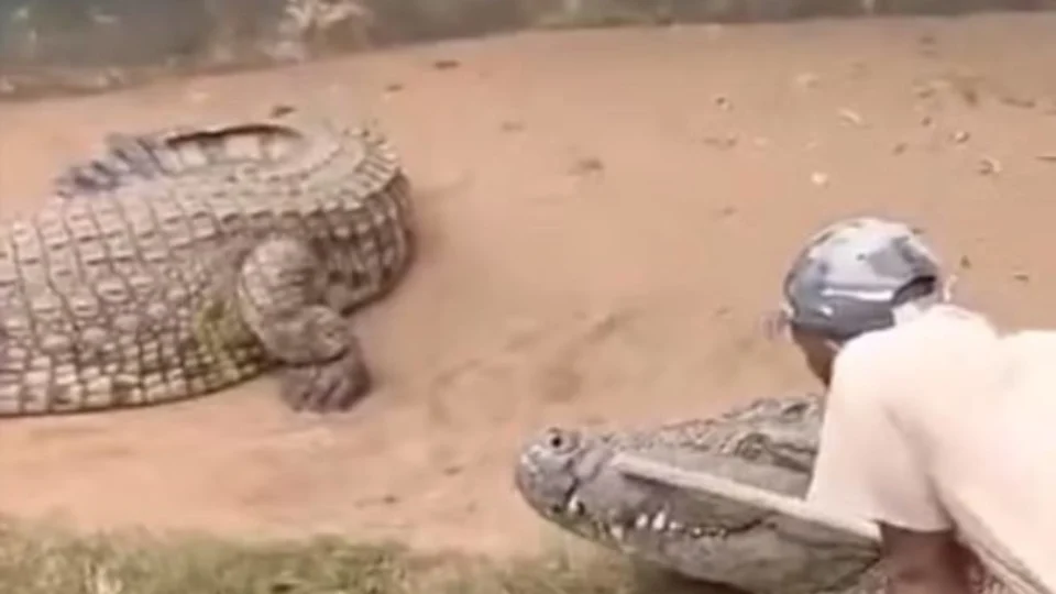VEJA VÍDEO: Cuidador tem órgãos genitais quase arrancados por crocodilo