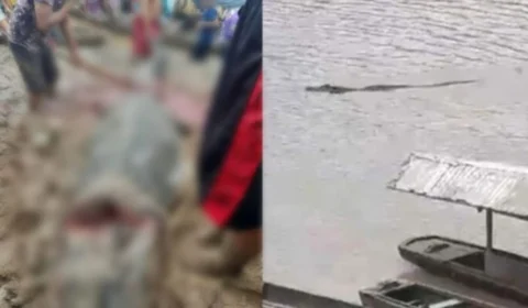 VEJA VÍDEO: jacaré é abatido com arpão e depois cortado em partes por moradores