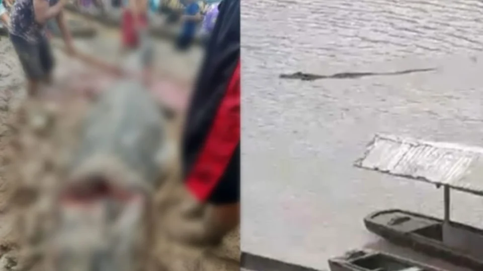 VEJA VÍDEO: jacaré é abatido com arpão e depois cortado em partes por moradores
