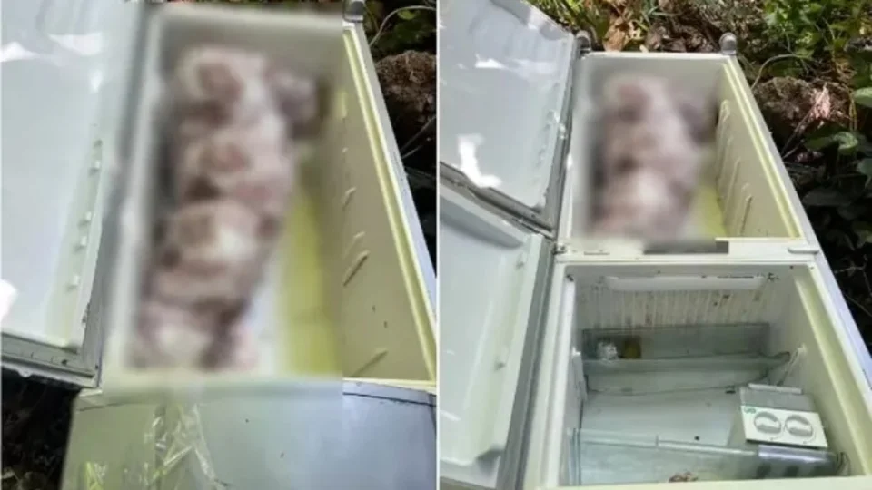 Mulher encontrada morta em geladeira foi assassinada por genro e filha de 13 anos