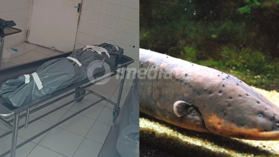 Caseiro leva descarga elétrica de puraquê e morre no ramal rocholândia em Manaus