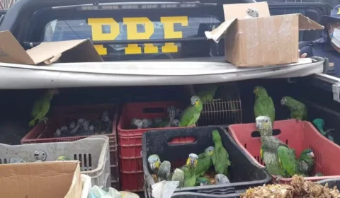 Operação da Polícia Civil contra traficantes de animais silvestres tem 11 presos e aves resgatadas