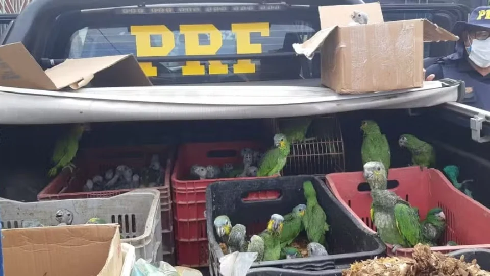 Operação da Polícia Civil contra traficantes de animais silvestres tem 11 presos e aves resgatadas