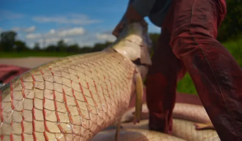 Semana Santa: ‘Feira do Pirarucu’ oferta 10 toneladas do pescado em Manaus