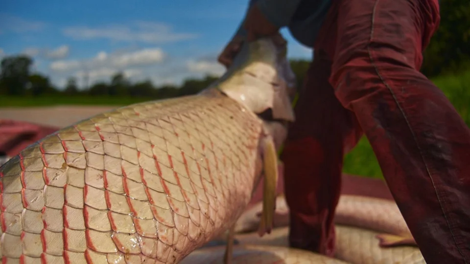 Semana Santa: ‘Feira do Pirarucu’ oferta 10 toneladas do pescado em Manaus