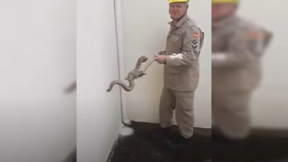 Família encontra cobra de 80 centímetros em árvore no quintal de casa