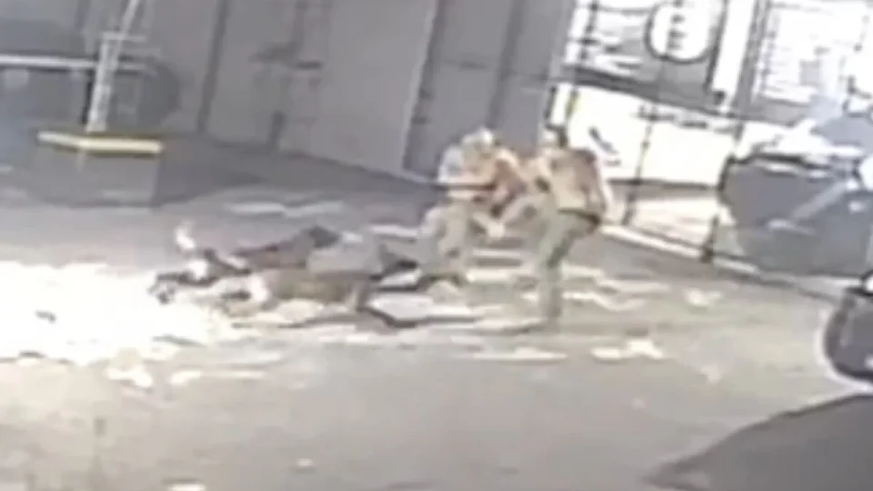 Veja Vídeo: policiais de tropa de elite brigam e acabam atacados por cães