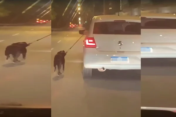 Veja Vídeo: motorista puxa cachorro pelo lado de fora de carro em movimento