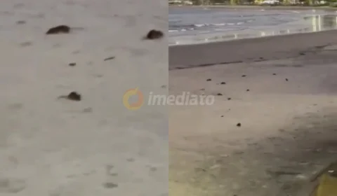 Vídeo: ratos invadem praia do Paraná e caso revolta a população