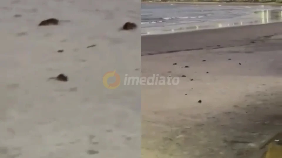 Vídeo: ratos invadem praia do Paraná e caso revolta a população