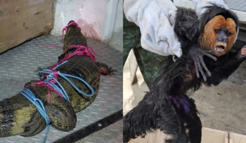 Batalhão Ambiental resgata macaco e captura jacaré na zona oeste de Manaus