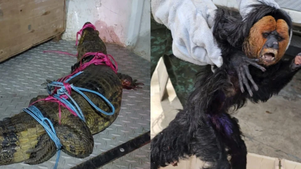 Batalhão Ambiental resgata macaco e captura jacaré na zona oeste de Manaus