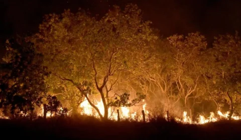Queimadas no Brasil: 950 mil hectares foram afetados em fevereiro de 2024