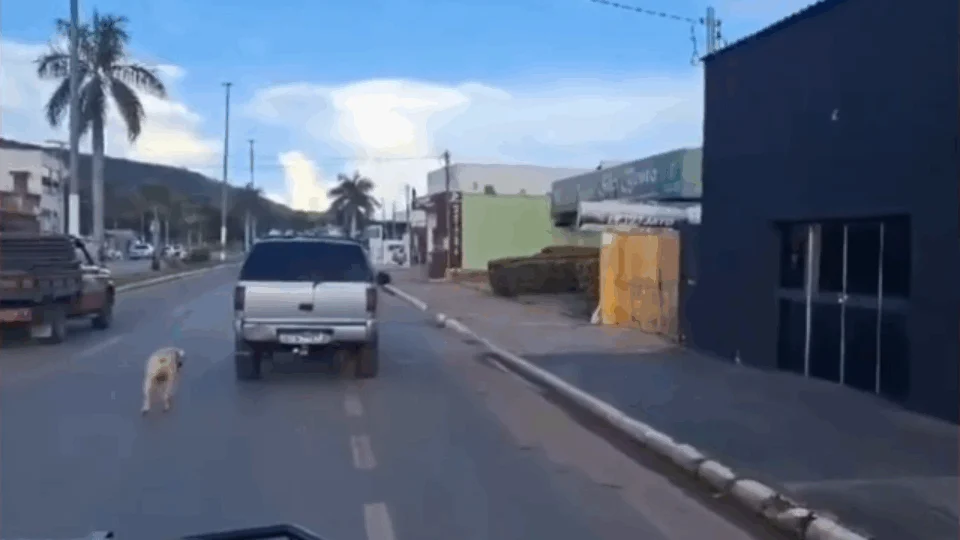 Idoso é preso após dirigir com cão amarrado na traseira de caminhonete