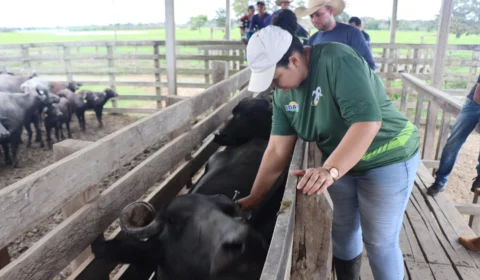 Alerta sobre o fim do prazo para vacinação da febre aftosa no Amazonas