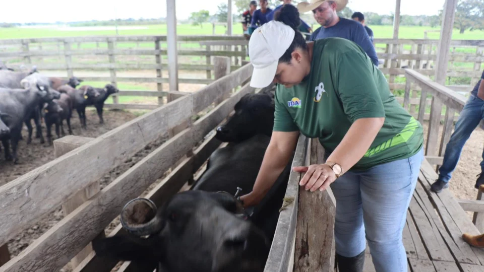 Alerta sobre o fim do prazo para vacinação da febre aftosa no Amazonas