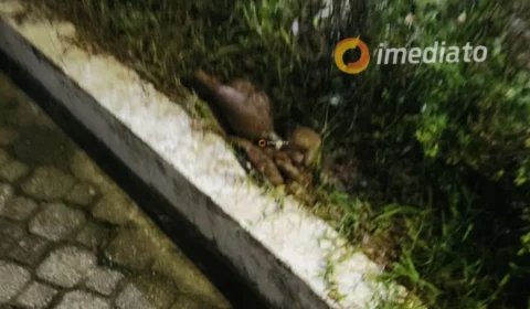 Artefato explosivo é deixado em porta de delegacia no Colônia Antônio Aleixo