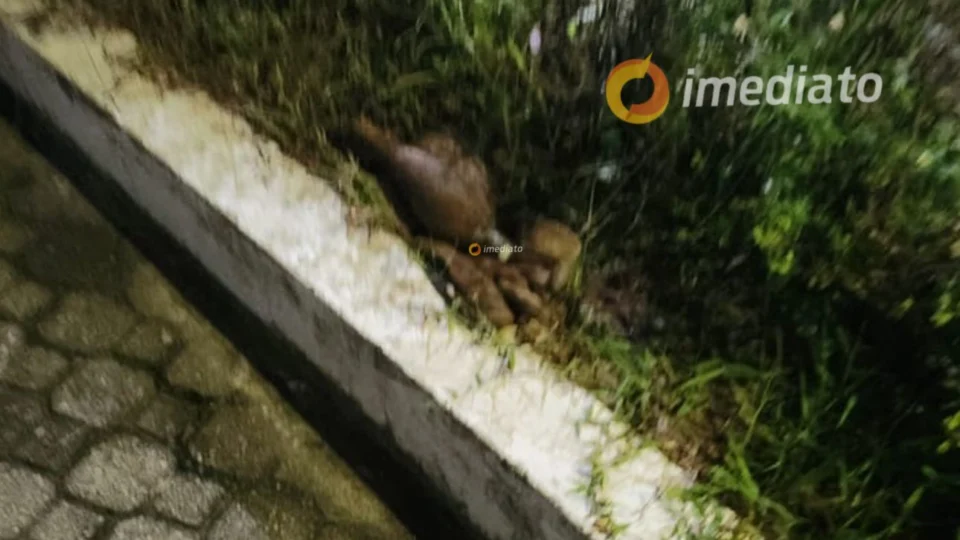 Artefato explosivo é deixado em porta de delegacia no Colônia Antônio Aleixo