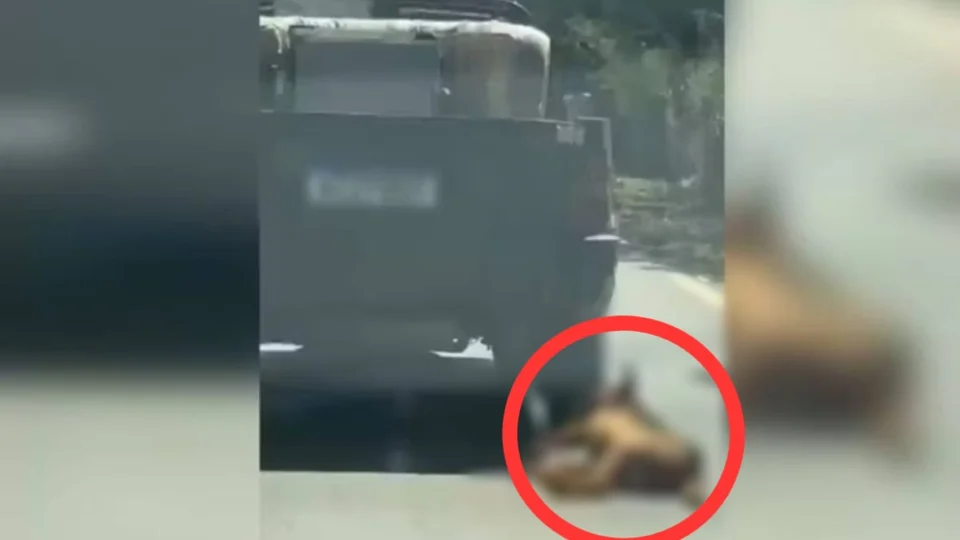 Veja Vídeo: cachorro é preso com corda e arrastado por carro