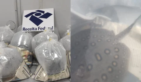 Operação apreende 12 arraias no Aeroporto de Manaus