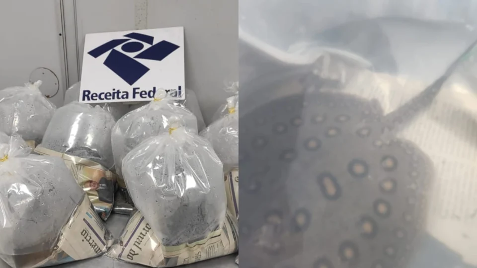 Operação apreende 12 arraias no Aeroporto de Manaus