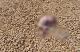 Feto é encontrado às margens de rodovia após ser carregado por cachorro