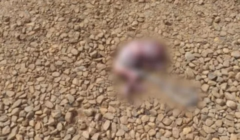 Feto é encontrado às margens de rodovia após ser carregado por cachorro