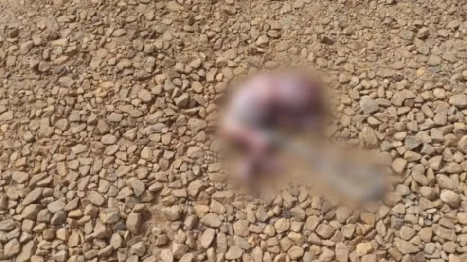 Feto é encontrado às margens de rodovia após ser carregado por cachorro