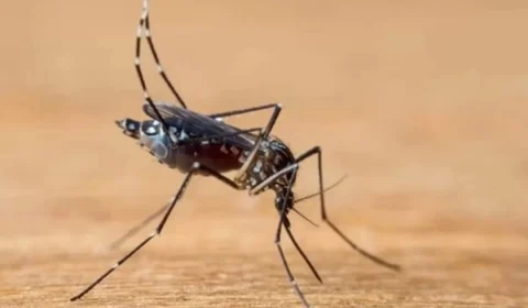 Mortes por dengue no estado de São Paulo chegam a 221