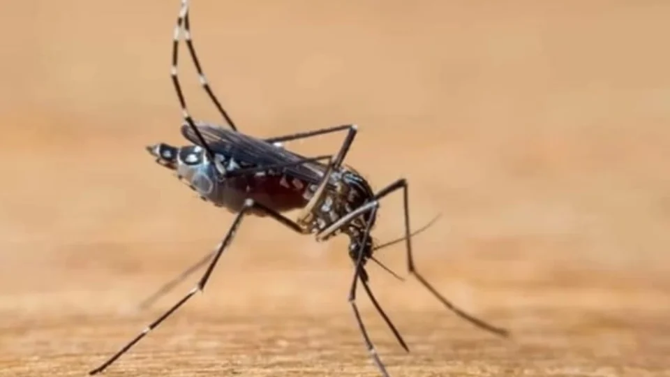Mortes por dengue no estado de São Paulo chegam a 221