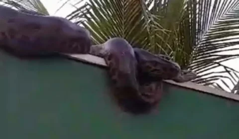 Sucuri de cerca de 5 metros aparece em muro de casa em MT