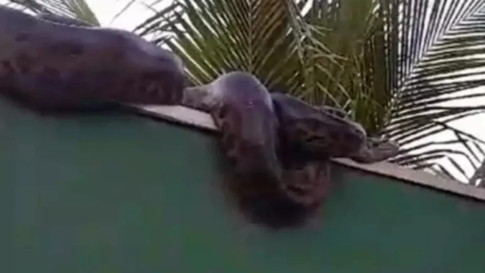 Sucuri de cerca de 5 metros aparece em muro de casa em MT