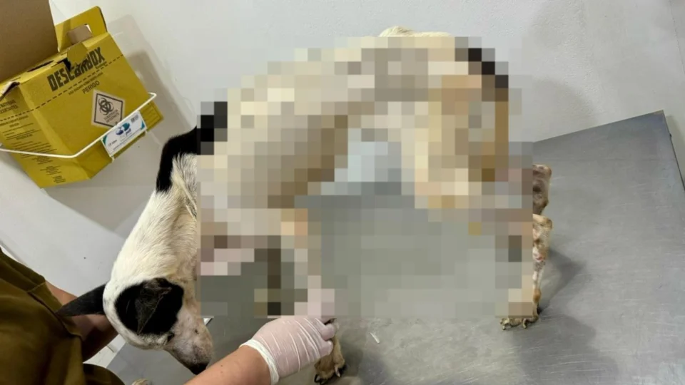 Duas mulheres são presas em Manaus por maus-tratos a animais