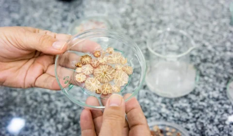 Pesquisa analisa método para combater praga em cupuaçuzeiro