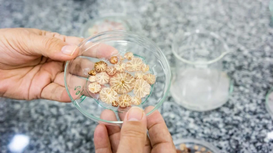 Pesquisa analisa método para combater praga em cupuaçuzeiro