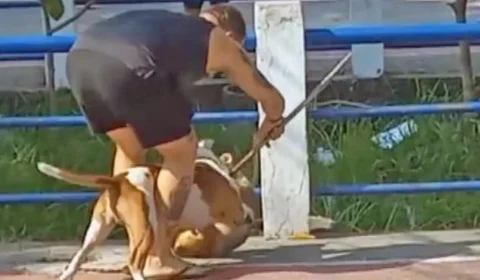 VEJA VÍDEO: Pit-bull sem focinheira ataca e fere outro cão