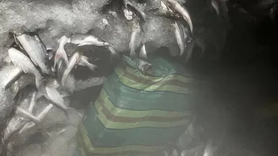 Segurança do Pará localiza 3,2 toneladas de drogas e realiza apreensão histórica