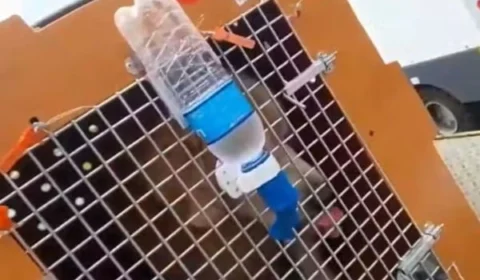 Novas imagens mostram cão Joca ainda vivo antes de voltar para SP