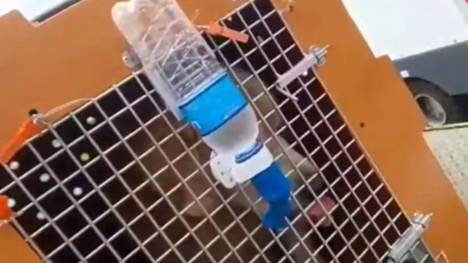 Novas imagens mostram cão Joca ainda vivo antes de voltar para SP