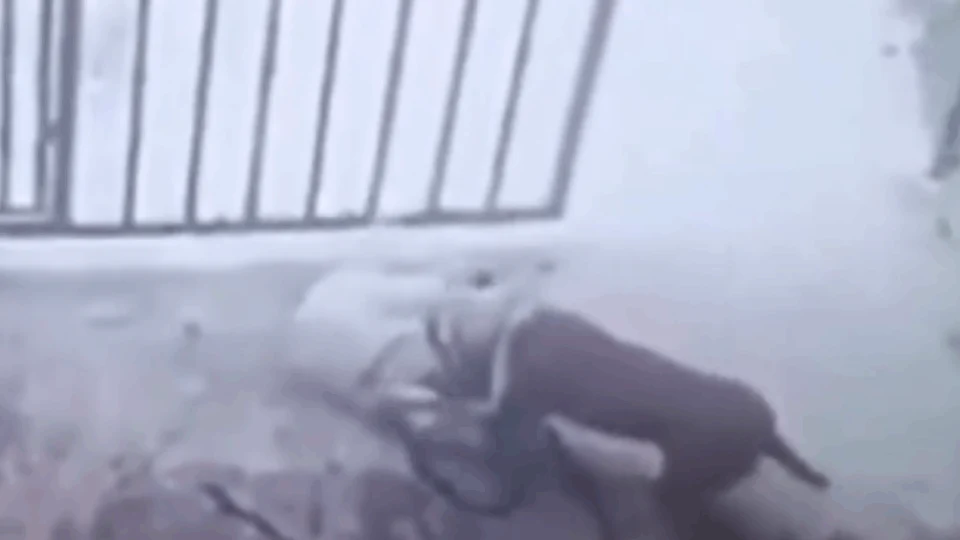 VEJA VÍDEO: tutor de cadela se arrisca para salvar animal de ataque de pitbull