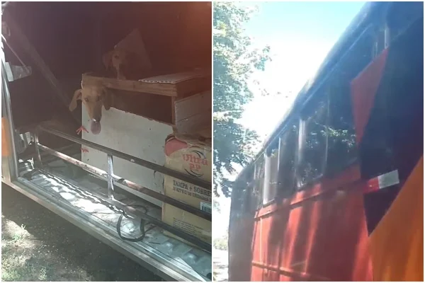 Cachorros são resgatados dentro de caixa em bagageiro de ônibus