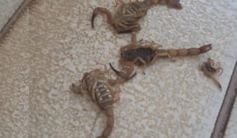 Veja Vídeo: homem joga mais de 10 escorpiões em recepcionistas de hospital