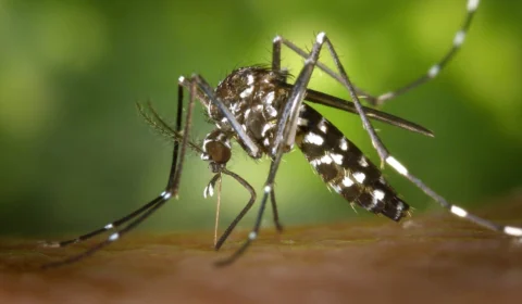 Brasil registra mais de 1.200 mortes por dengue e bate recorde de óbitos por doença