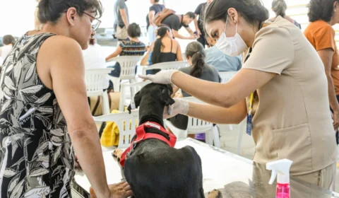 Castramóvel: Sema supera meta de castrações com mais de 6 mil procedimentos realizados em três meses