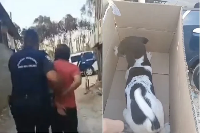 Homem é preso após ser flagrado abusando de cachorrinha em SP