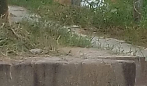 Homem é morto no quintal de casa da mãe no Terra Nova