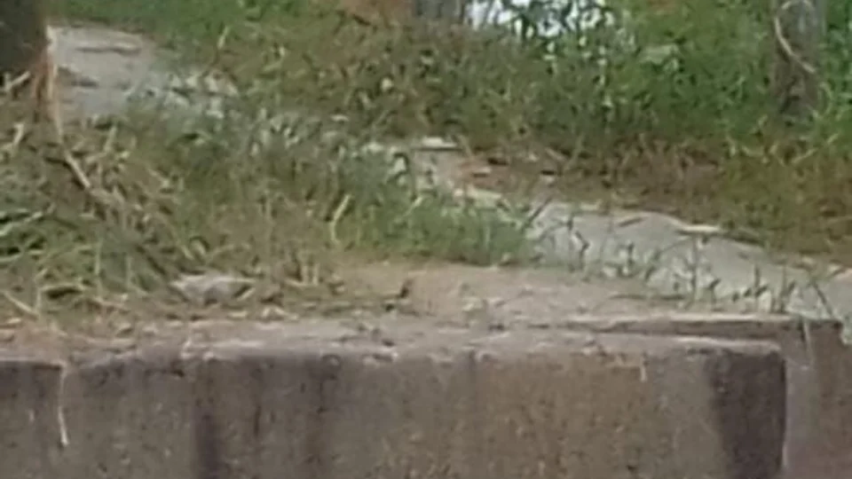 Homem é morto no quintal de casa da mãe no Terra Nova