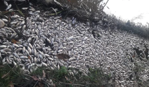 Empresas são multadas em R$ 1 milhão e três pessoas são presas por contaminação de lago em Manaus